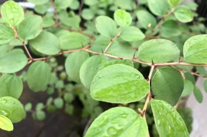 Benefits of Bidara Leaves for Skin, From Eczema to Aging